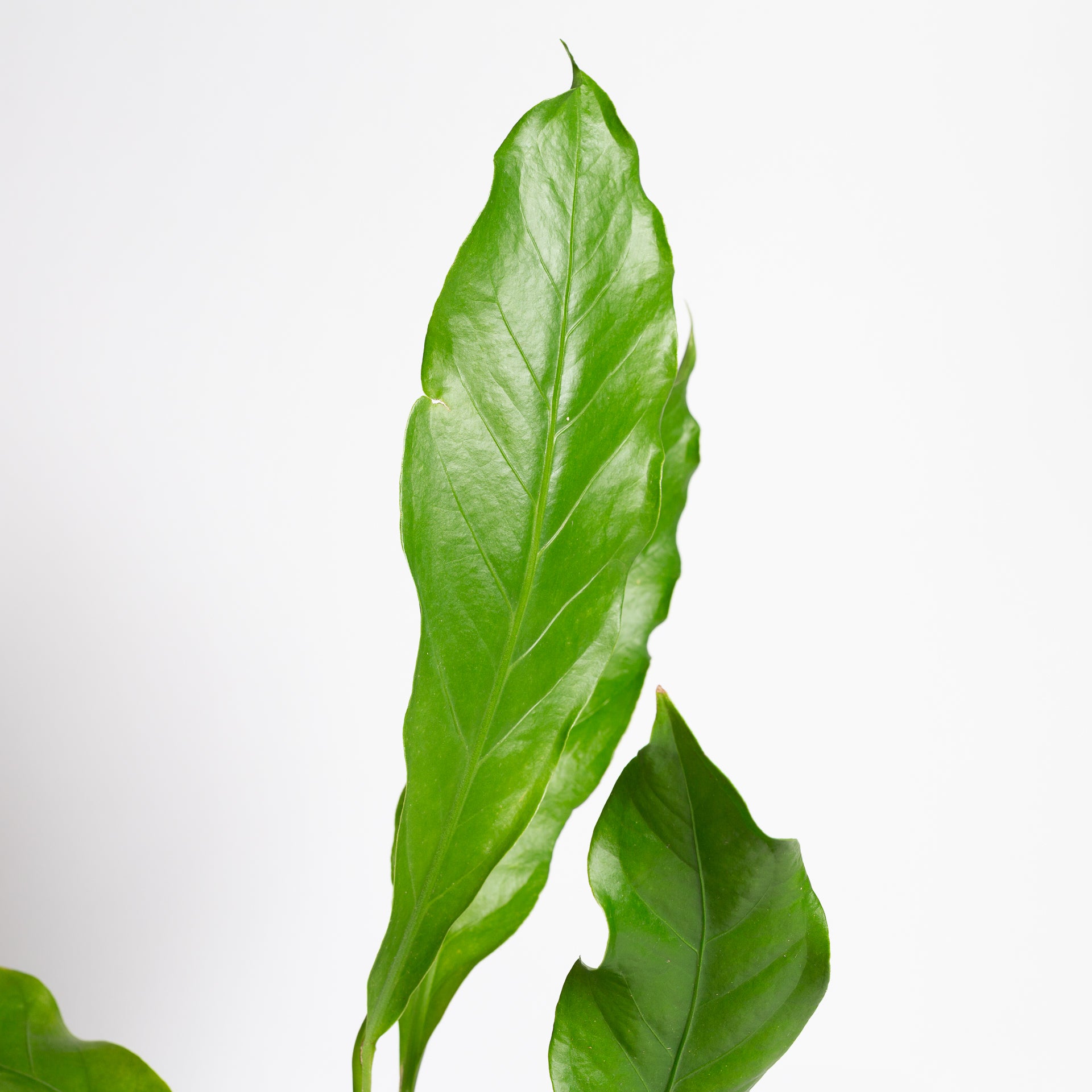 Flamingo Flower 'Hookeri' 8"