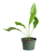 Flamingo Flower 'Hookeri' 8"