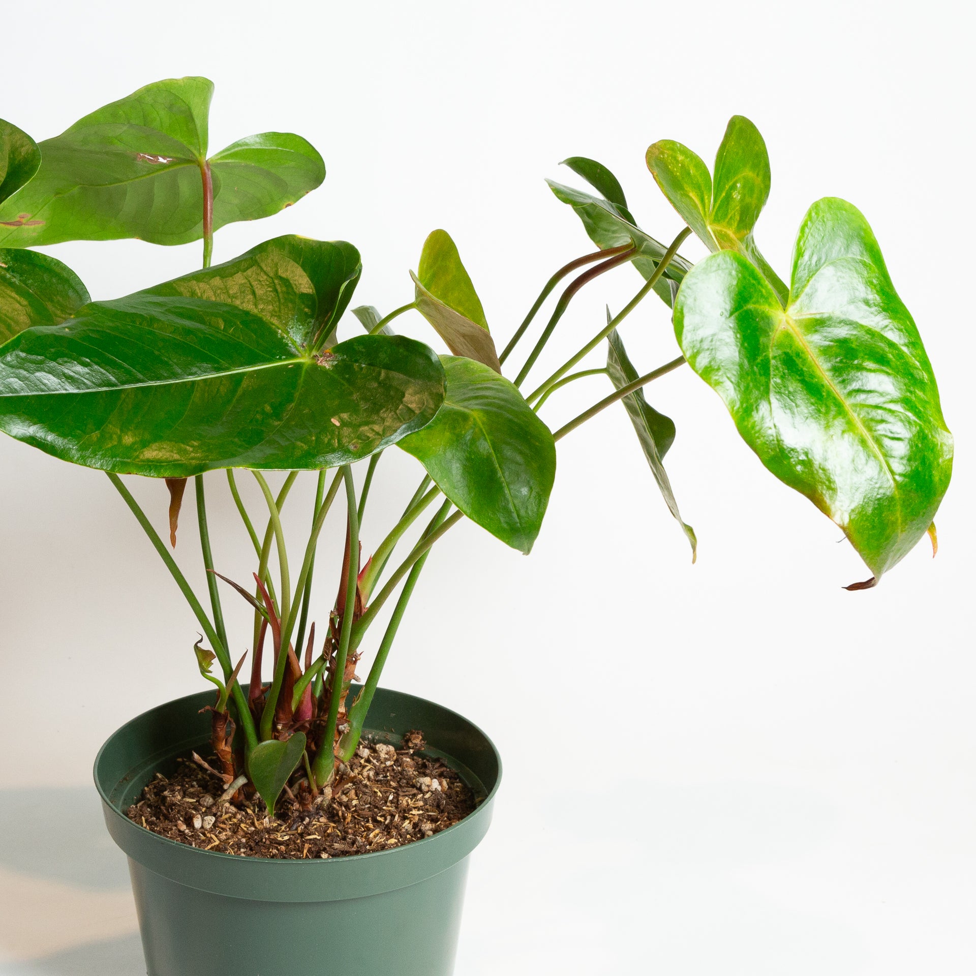 anthurium oaxaca care Flamingo Flower 'Oaxaca' 8" – Urban Sprouts