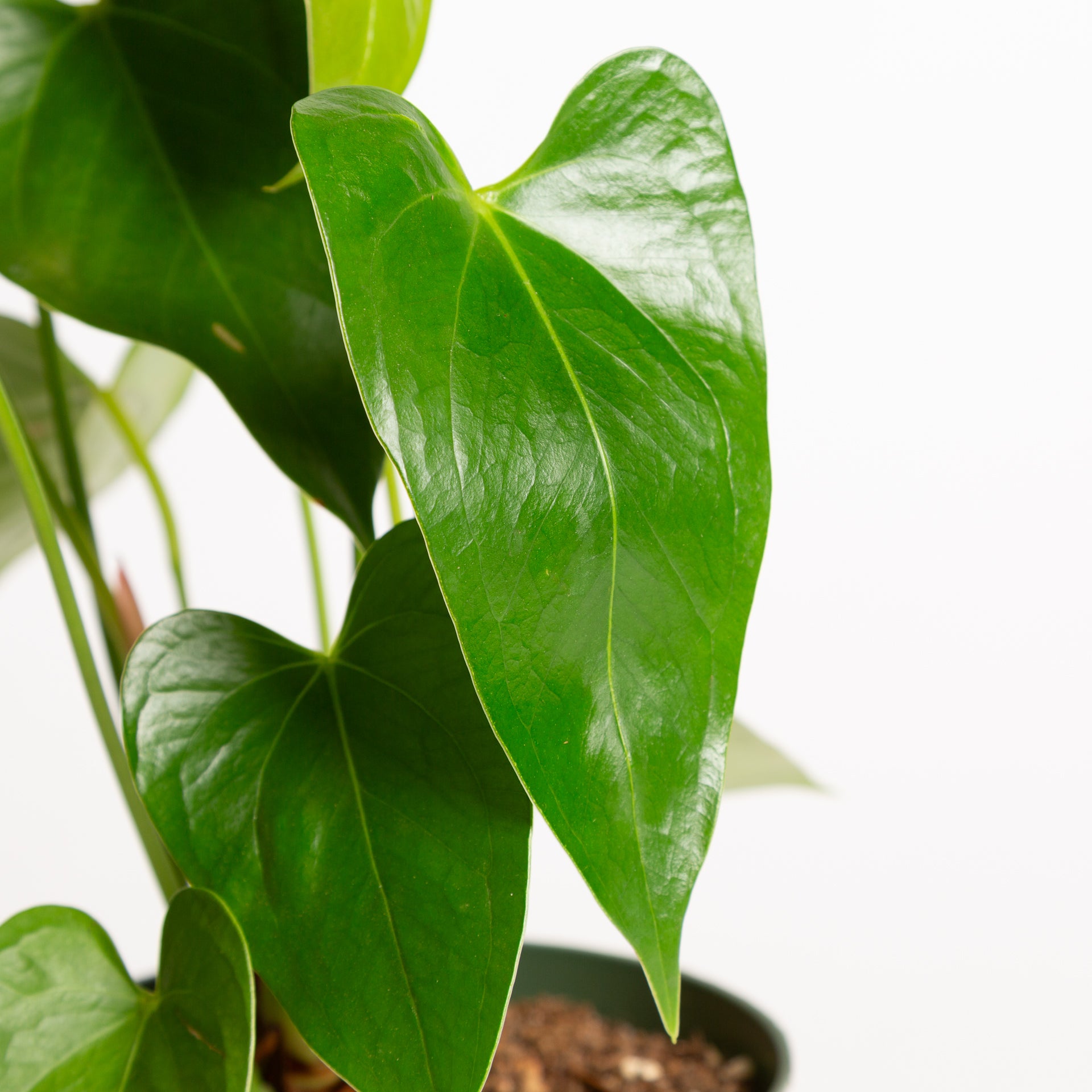 Flamingo Flower 'Oaxaca - Orange' 6" - Urban Sprouts