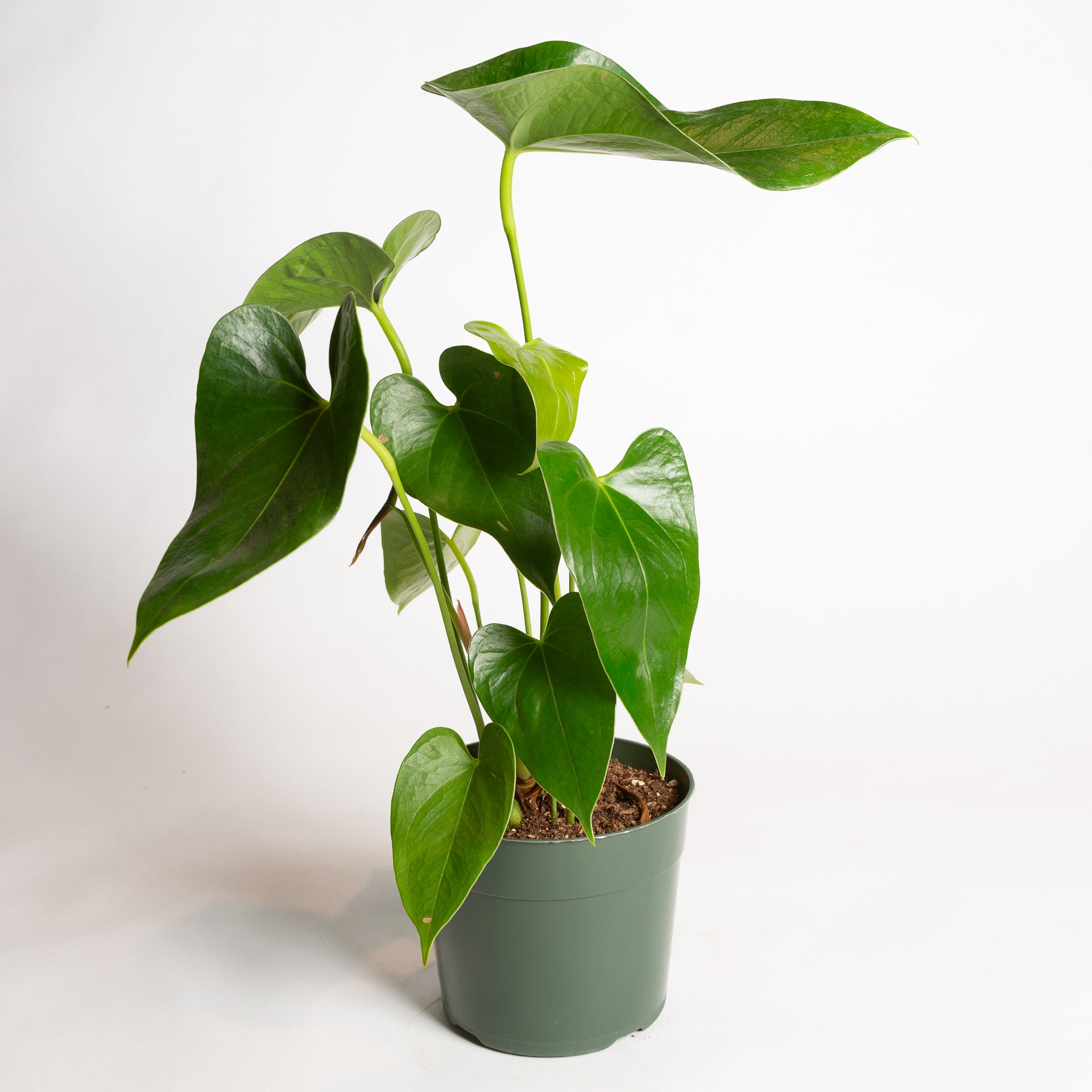 Flamingo Flower 'Oaxaca - Orange' 6" - Urban Sprouts