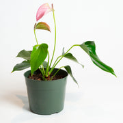 oaxaca anthurium Anthurium 'Mystique' 6"