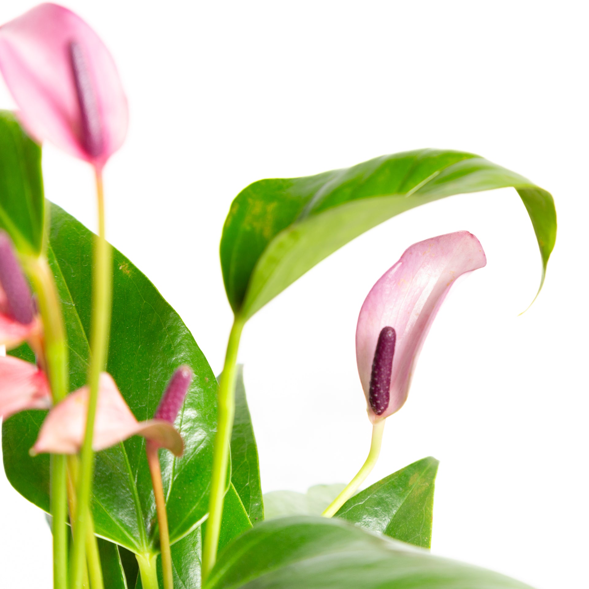 Flamingo Flower 'Purple - Narrow' 6" - Urban Sprouts