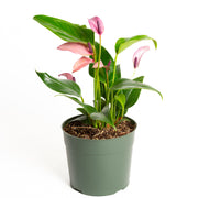Flamingo Flower 'Purple - Narrow' 6" - Urban Sprouts