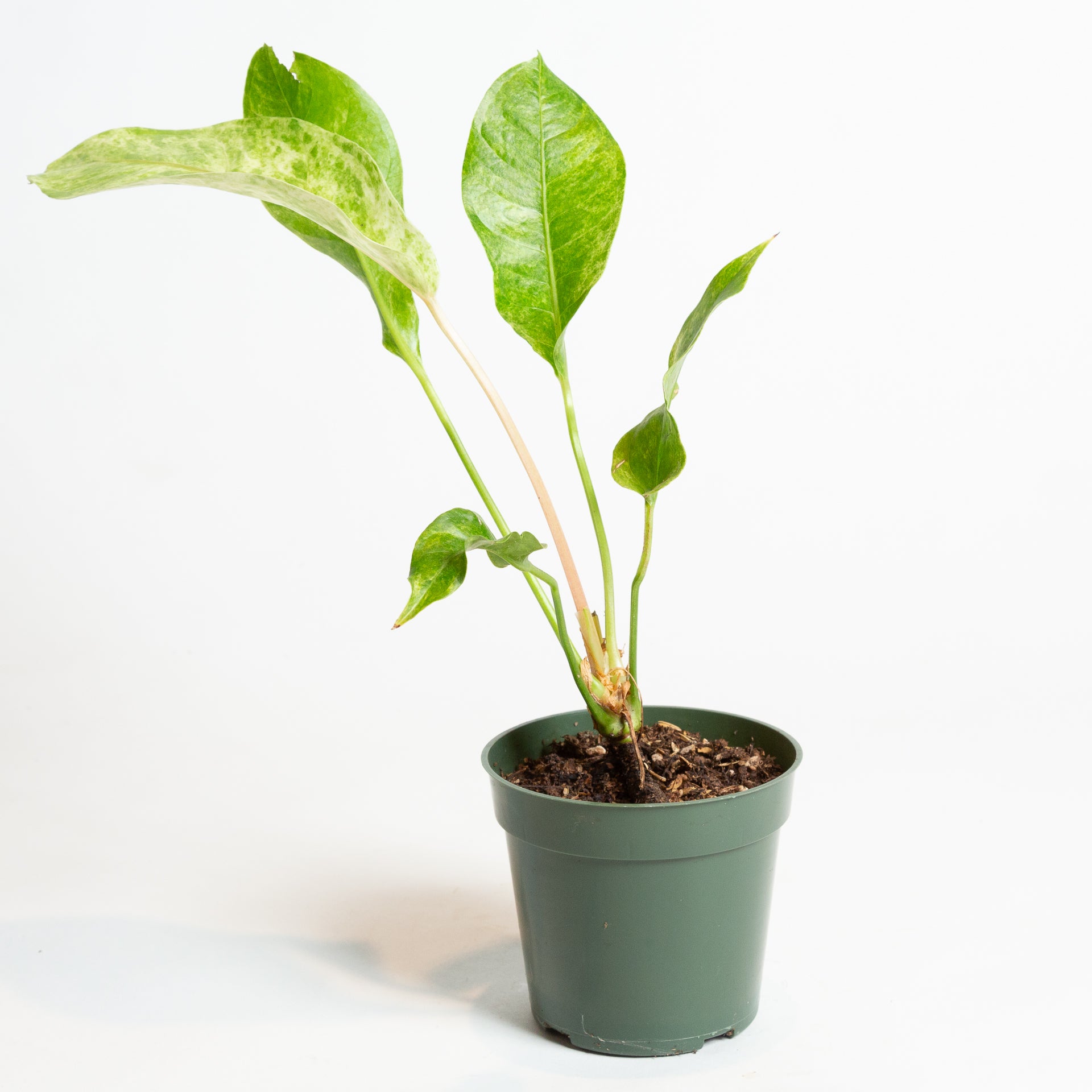 Flamingo Flower 'Renaissance' 4" - Urban Sprouts
