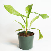 Flamingo Flower 'Renaissance' 6" - Urban Sprouts