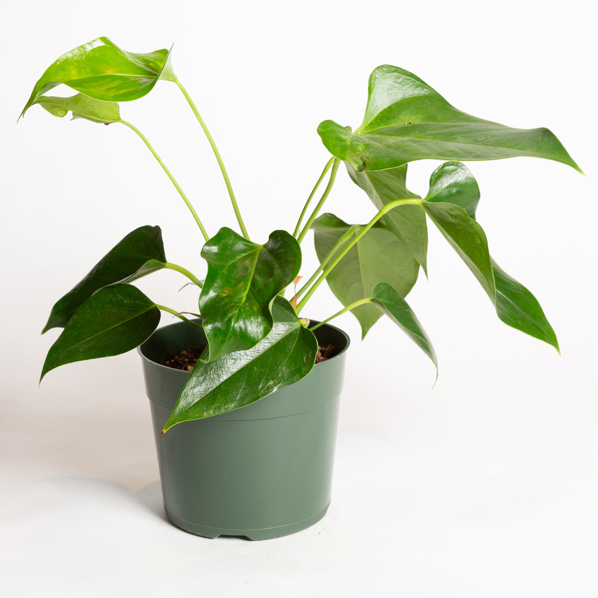 Flamingo Flower 'White' 6" - Urban Sprouts