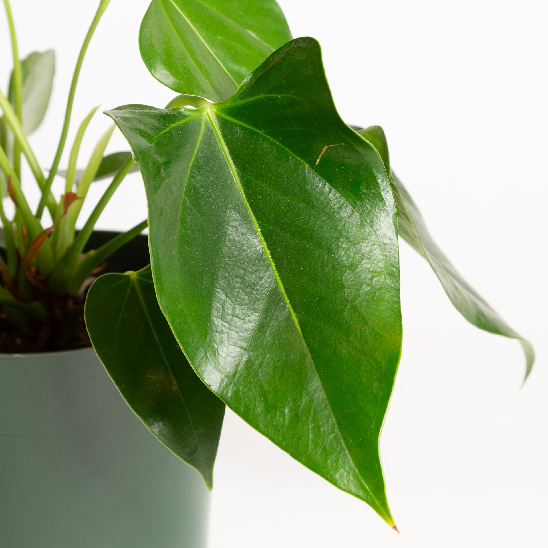 Flamingo Flower 'White' 6" - Urban Sprouts
