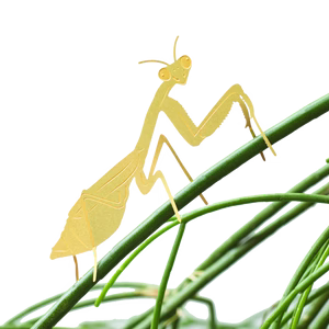 Foliage Friends - Urban Sprouts