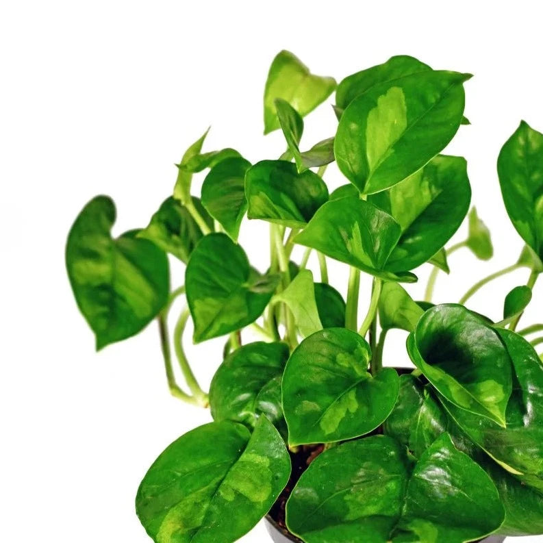 Pothos 'Global Green' 6" - Urban Sprouts
