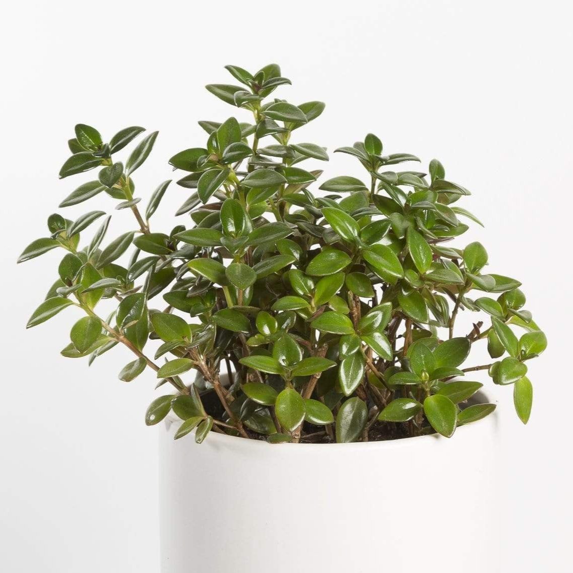 Goldfish Plant 'Black Gold' - Urban Sprouts