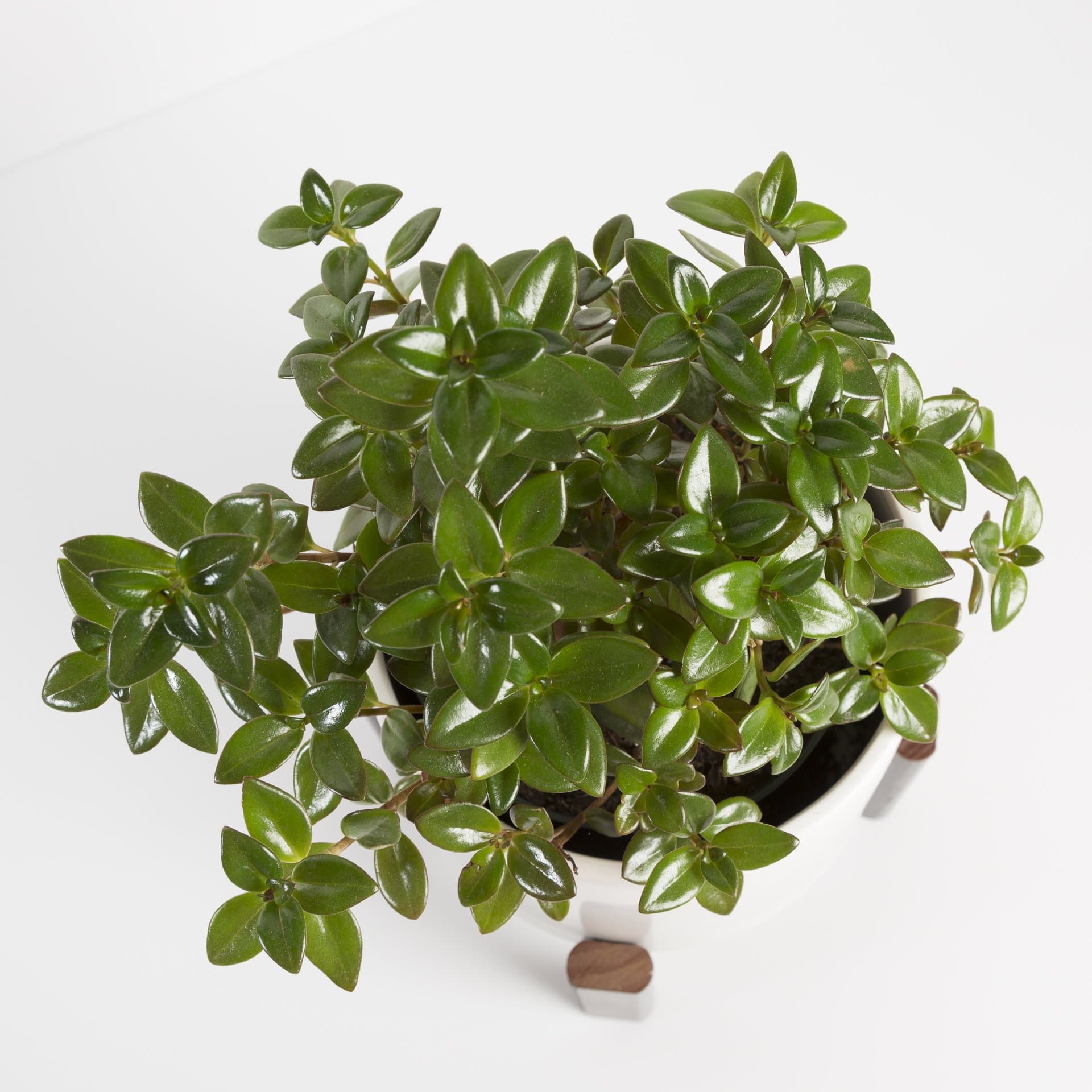 Goldfish Plant 'Black Gold' - Urban Sprouts