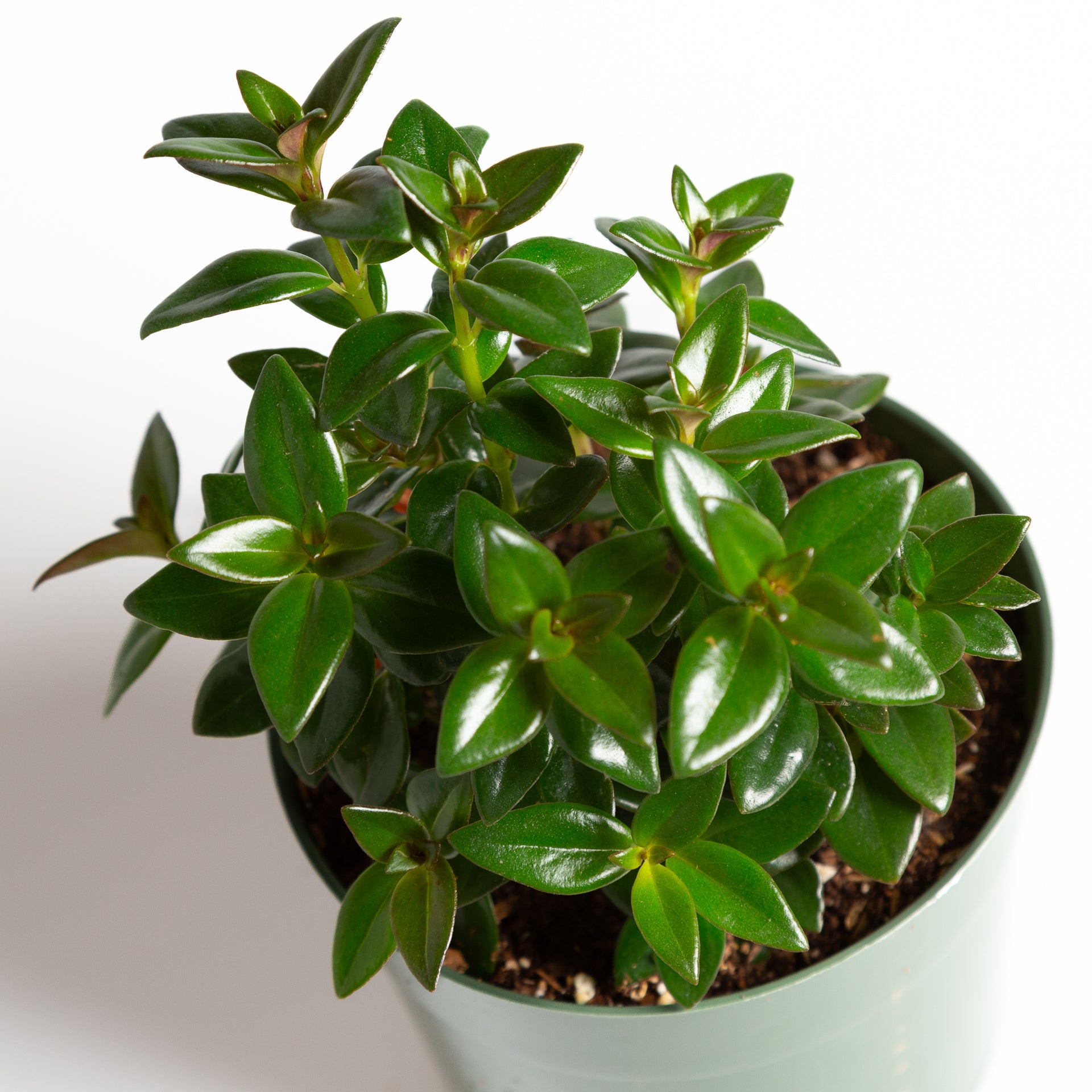 Goldfish Plant 'Black Gold' 6” - Urban Sprouts