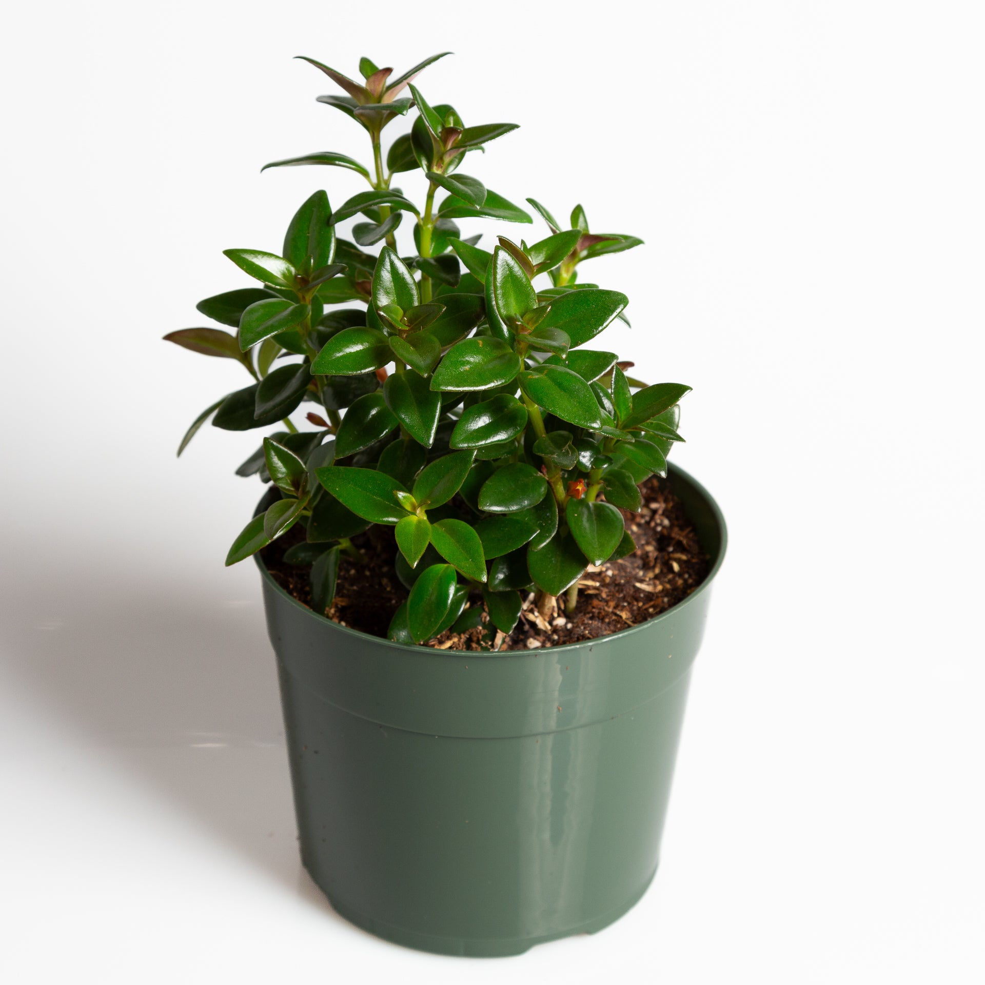 Goldfish Plant 'Black Gold' 6” - Urban Sprouts