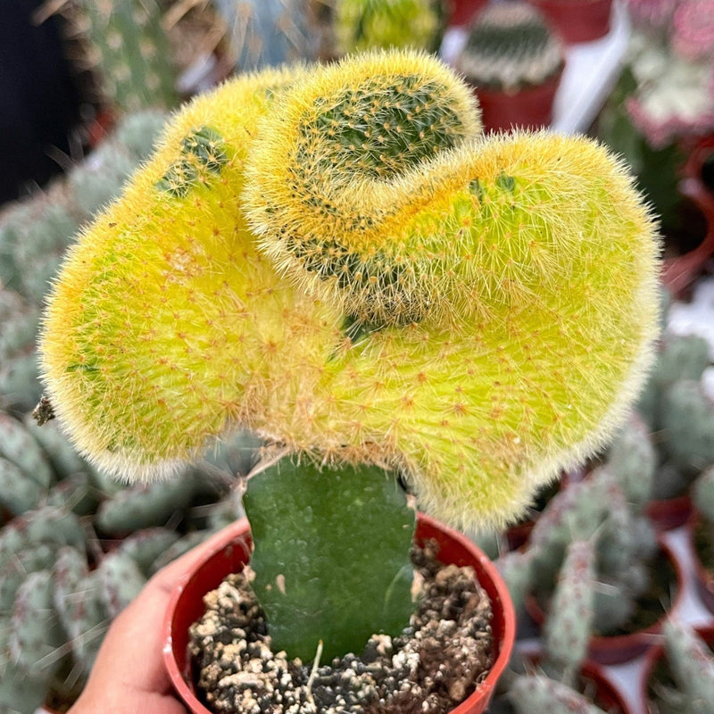 Cactus 'Coral - Grafted' - Urban Sprouts