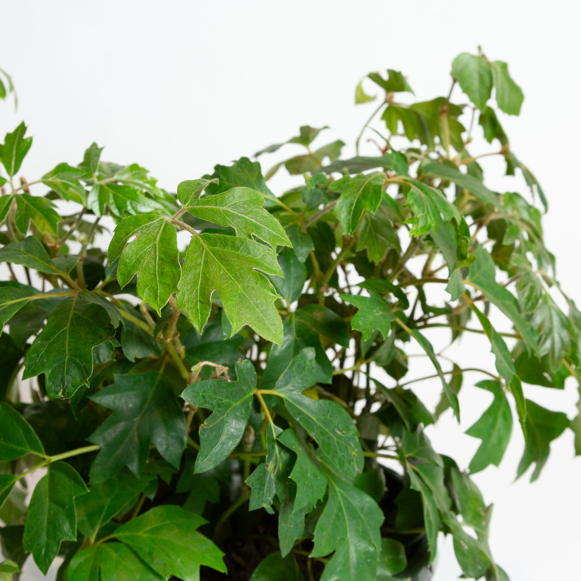 grape ivy house plant Grape Ivy 'Oak Leaf' 6"