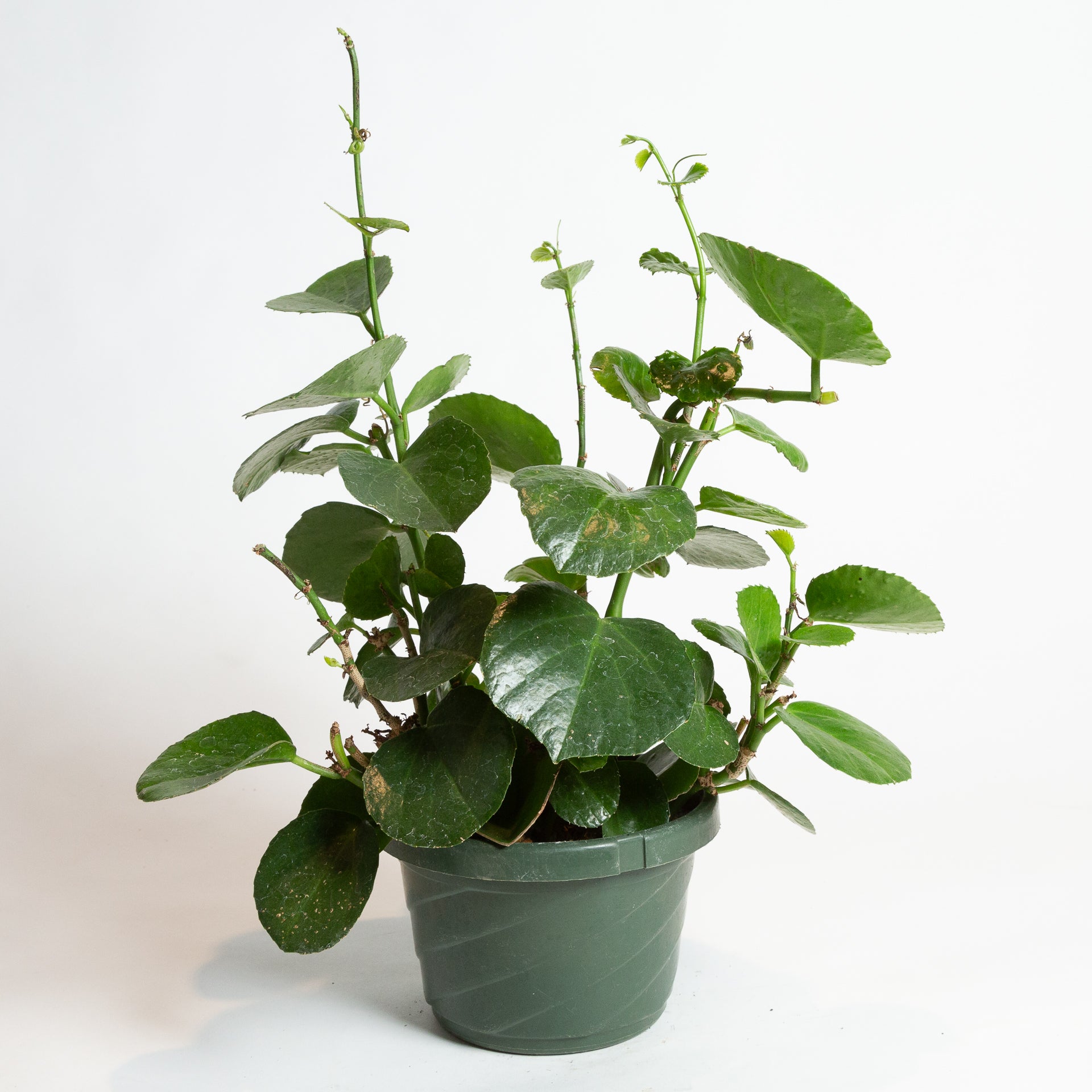 Grape Ivy 'Peruvian' 6" - Urban Sprouts