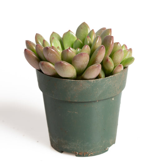 Succulent 'Graptoveria - Bashful' 2.5"