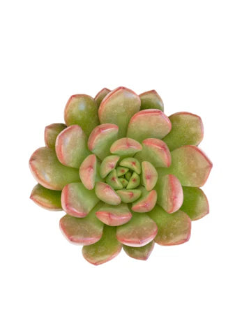 Succulent 'Graptoveria - Bashful' 2.5"