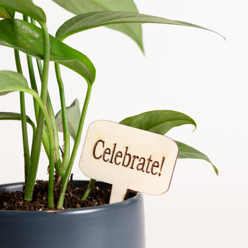 Mini Sign - Celebrate!