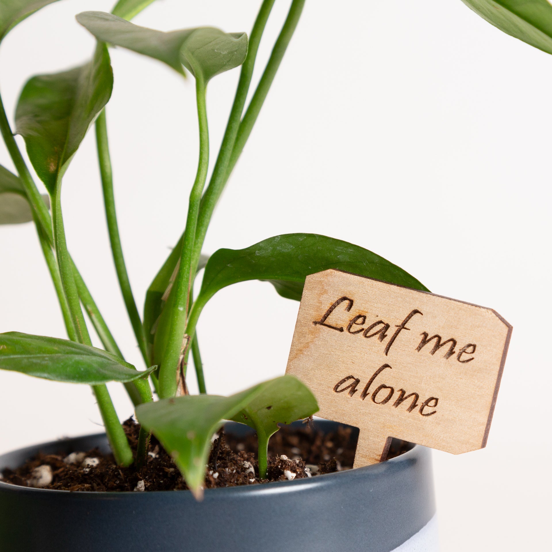 Mini Sign - Leaf me alone - Urban Sprouts