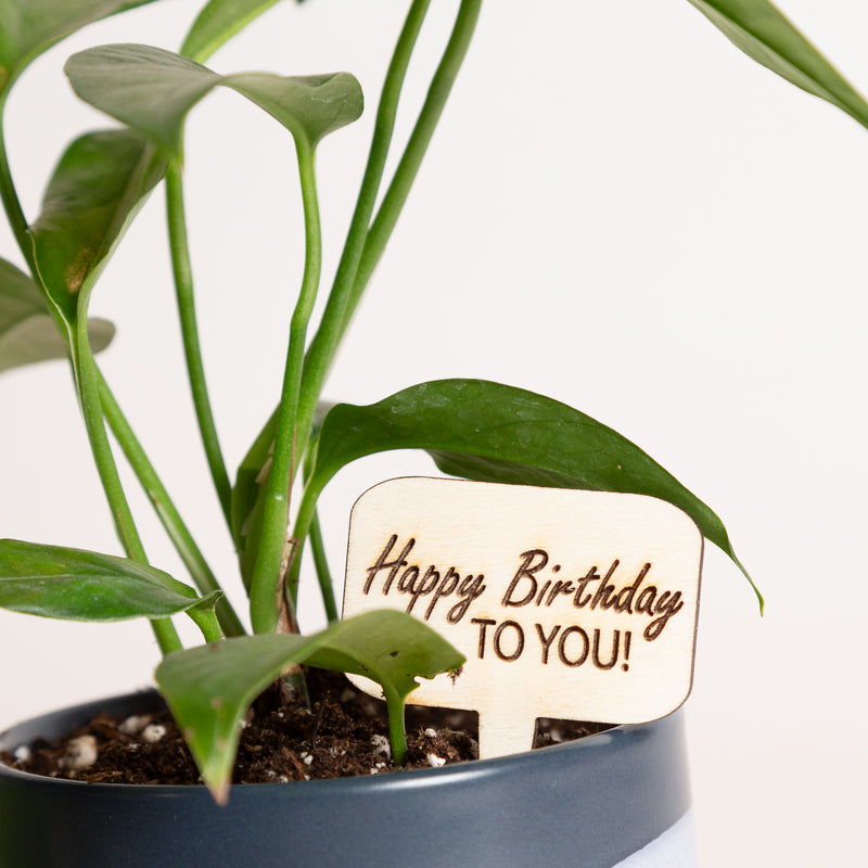 Mini Sign - Happy Birthday to you!