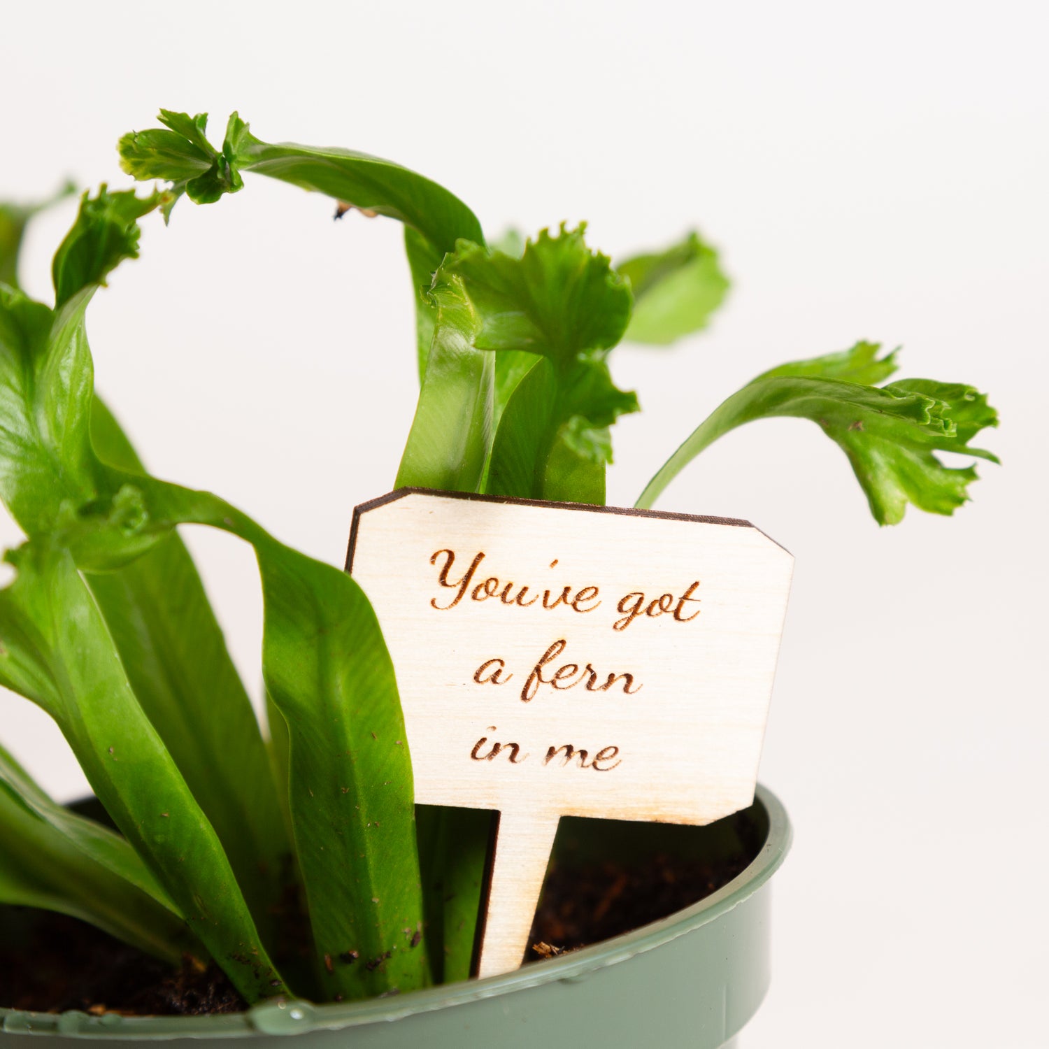 Mini Sign - You've got a fern in me