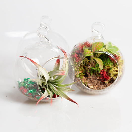 12/14 @ 2:00 Terrarium Ornaments Workshop - Urban Sprouts