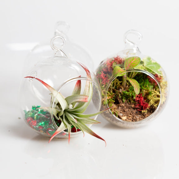 12/14 @ 2:00 Terrarium Ornaments Workshop - Urban Sprouts