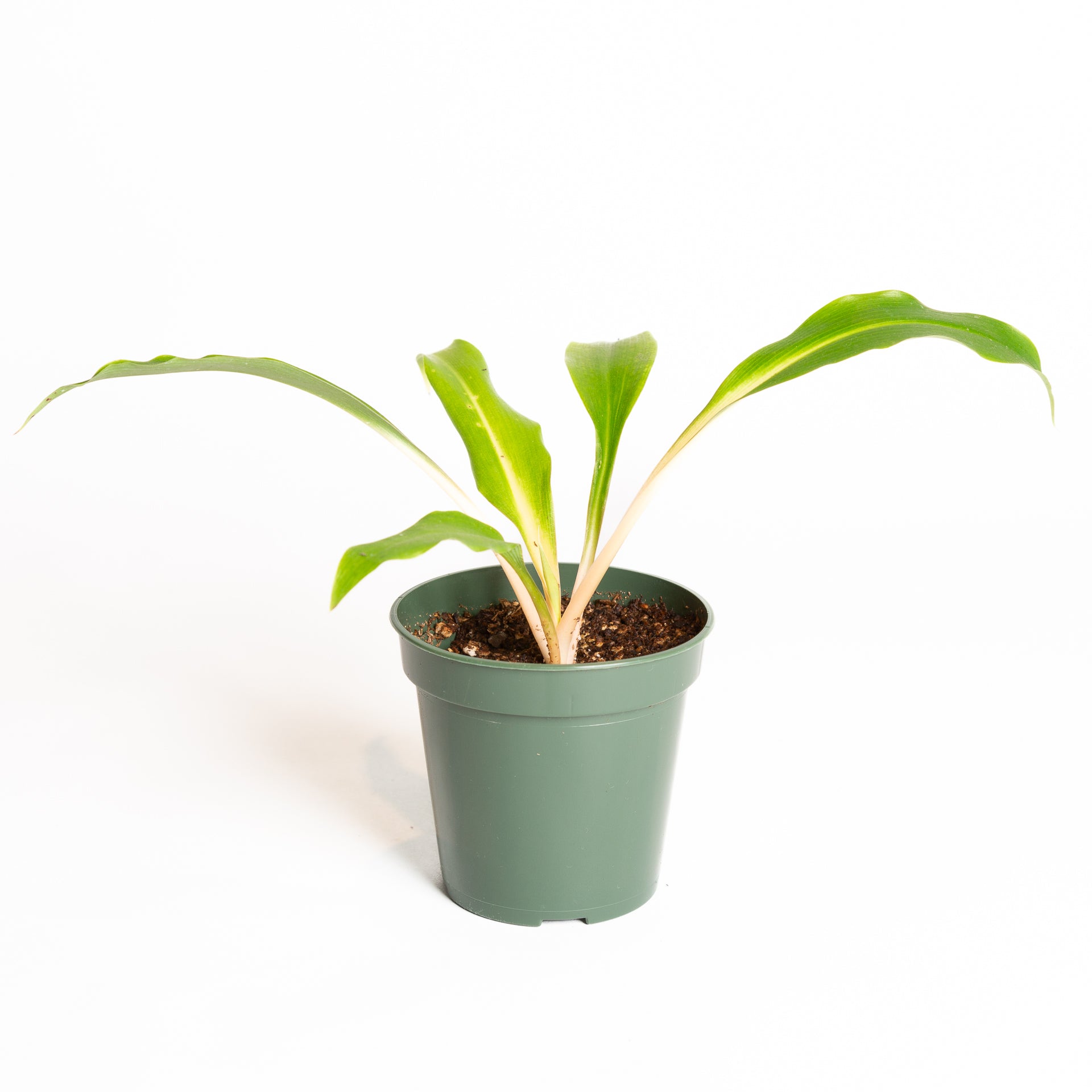 Spider Plant 'Fireflash' 4" - Urban Sprouts