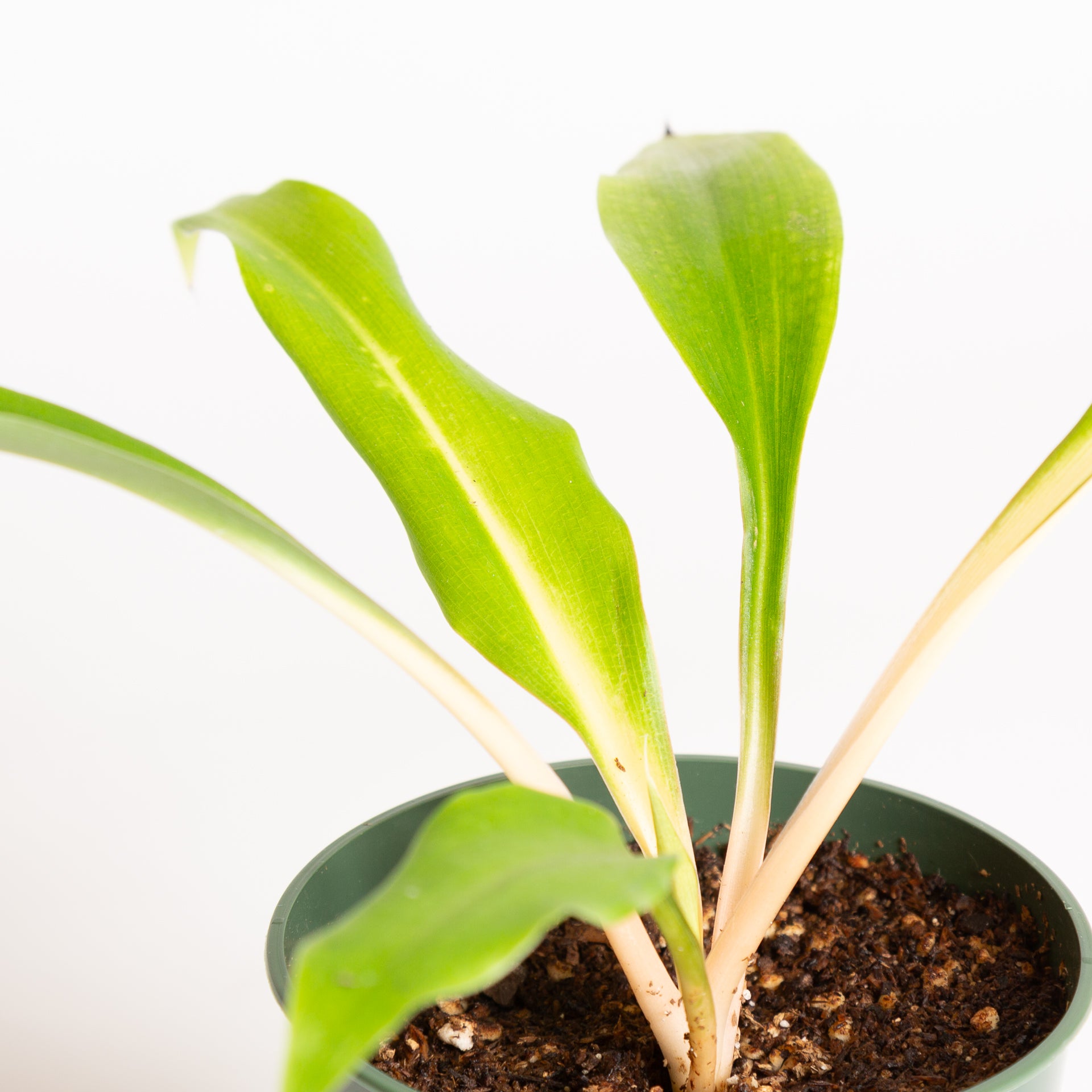 Spider Plant 'Fireflash' 4" - Urban Sprouts