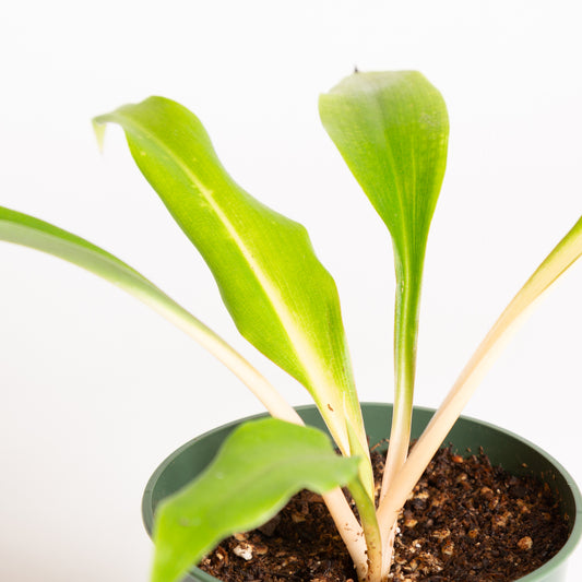 Spider Plant 'Fireflash' 4"