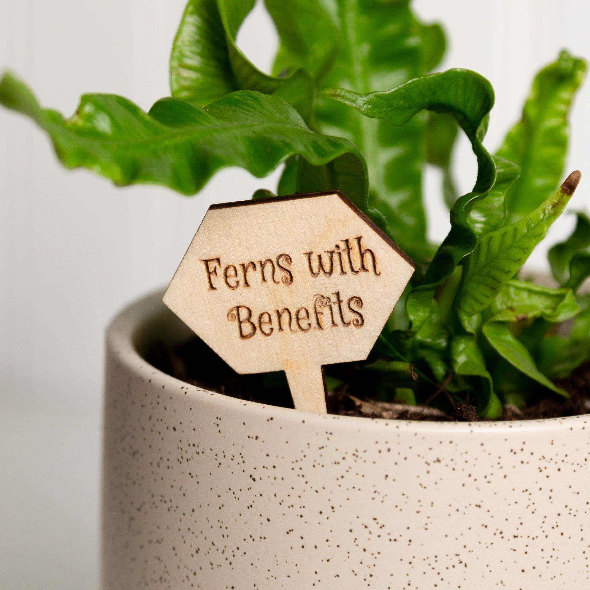Mini Sign - Ferns with benefits - Urban Sprouts