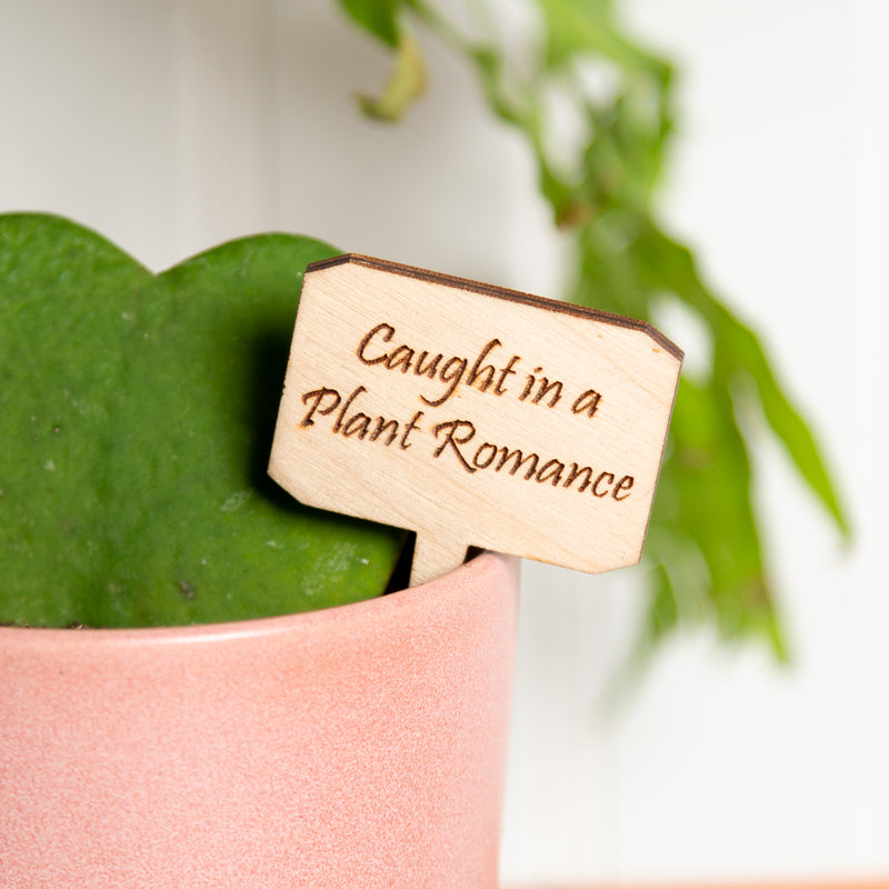 Mini Sign - Caught in a plant romance