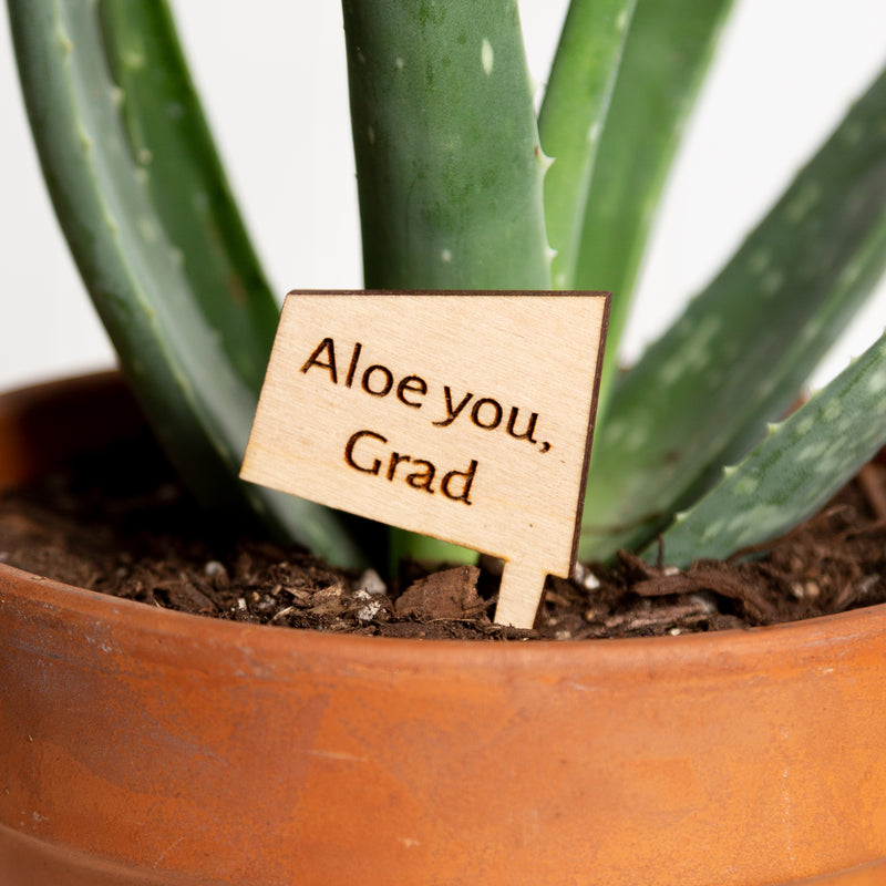 Mini Sign - Aloe you, Grad