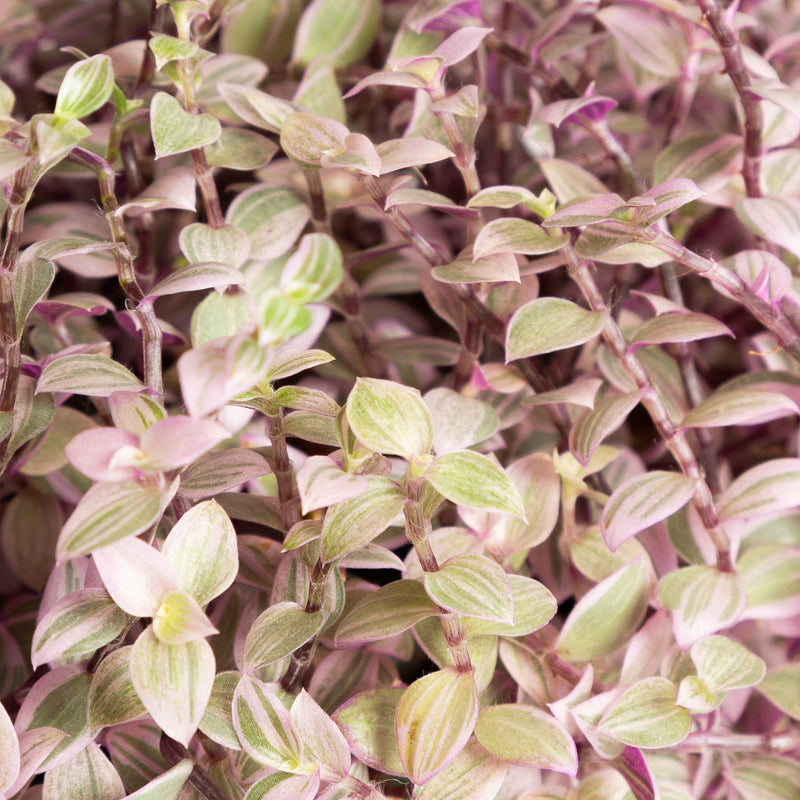 Turtle Vine 'Creeping Inch Plant - Pink Lady' 6"