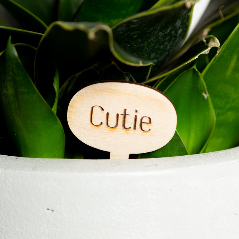 Mini Sign - Cutie