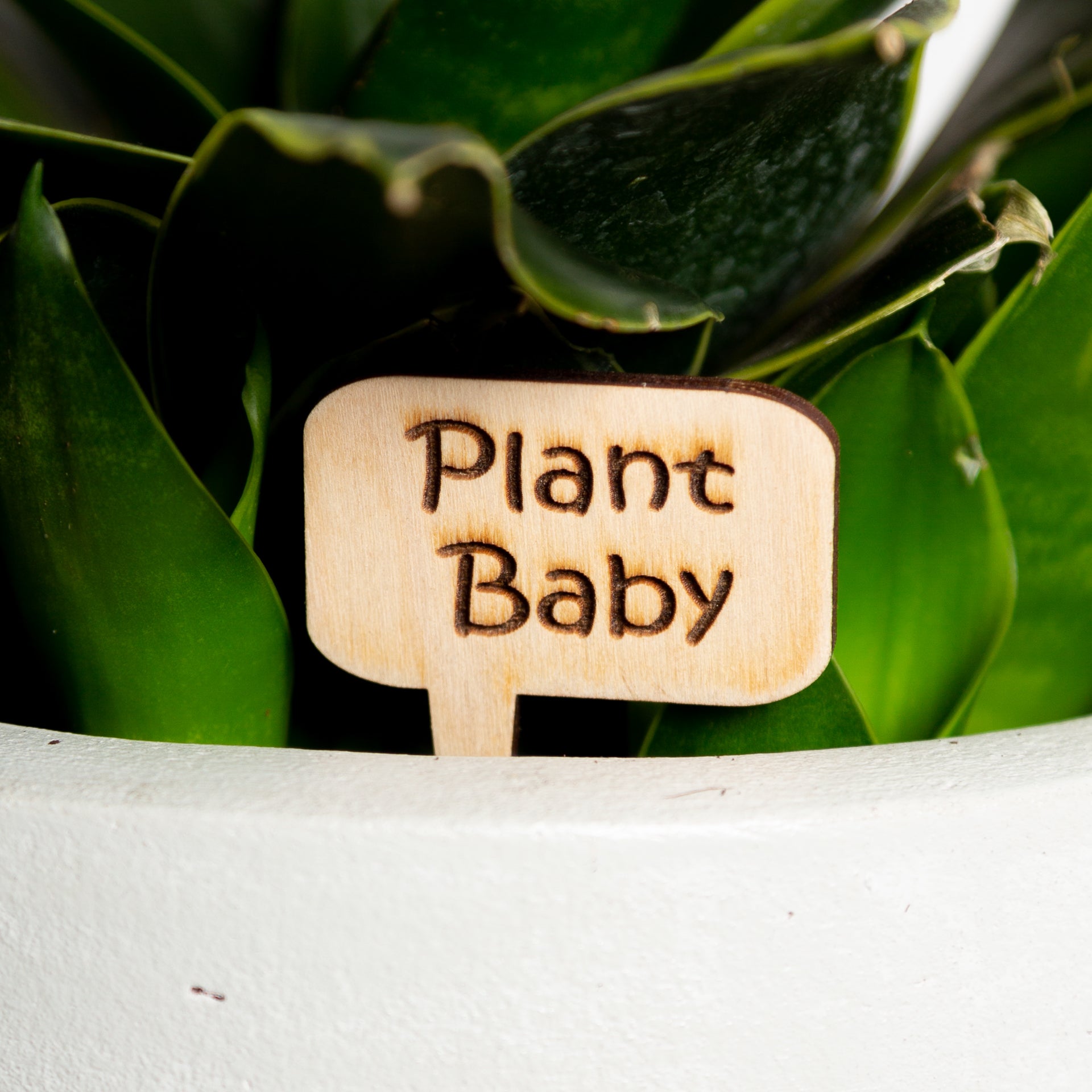 Mini Sign - Plant baby - Urban Sprouts