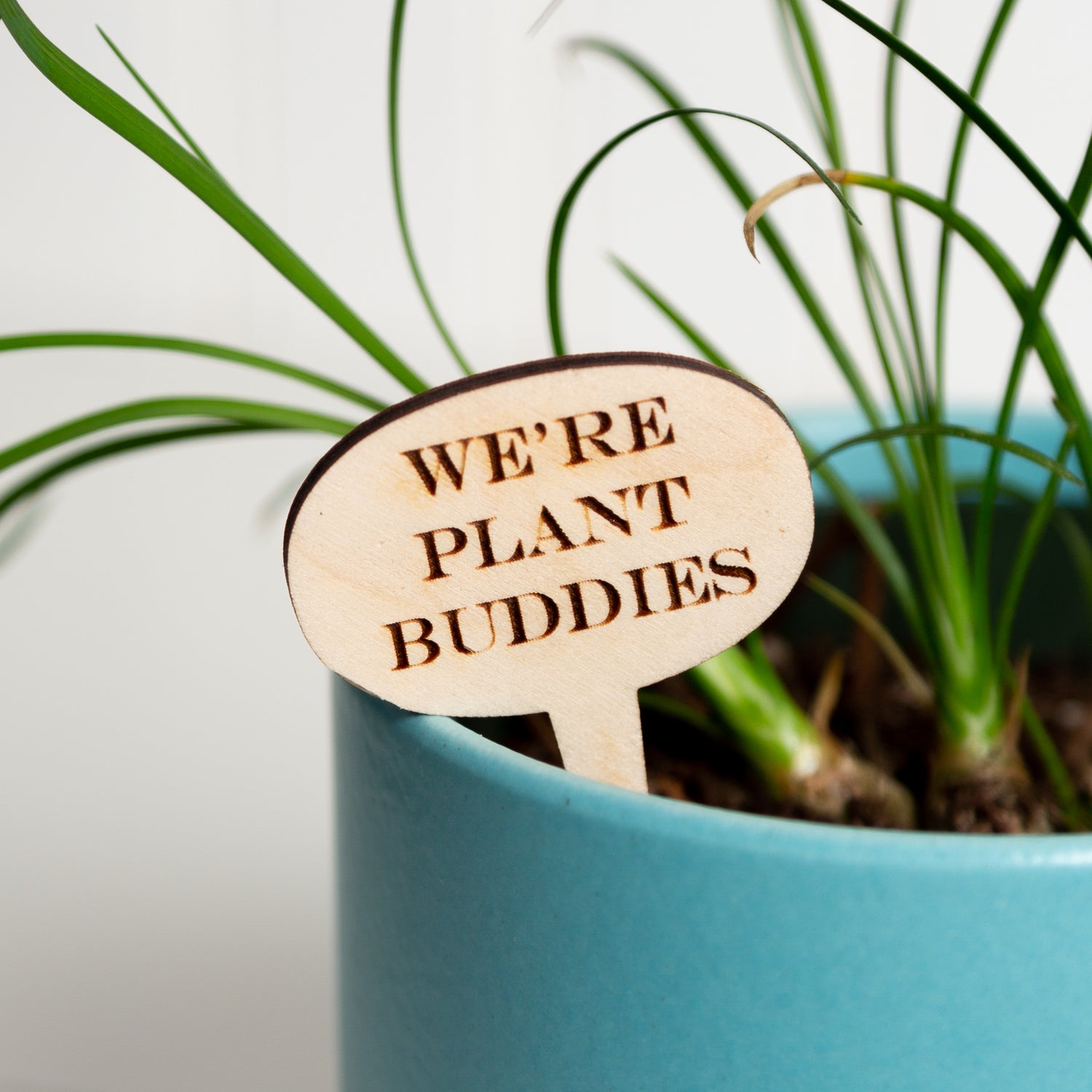 Mini Sign - We're plant buddies