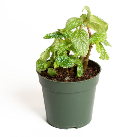 Begonia 'Snow Capped' 4" - Urban Sprouts