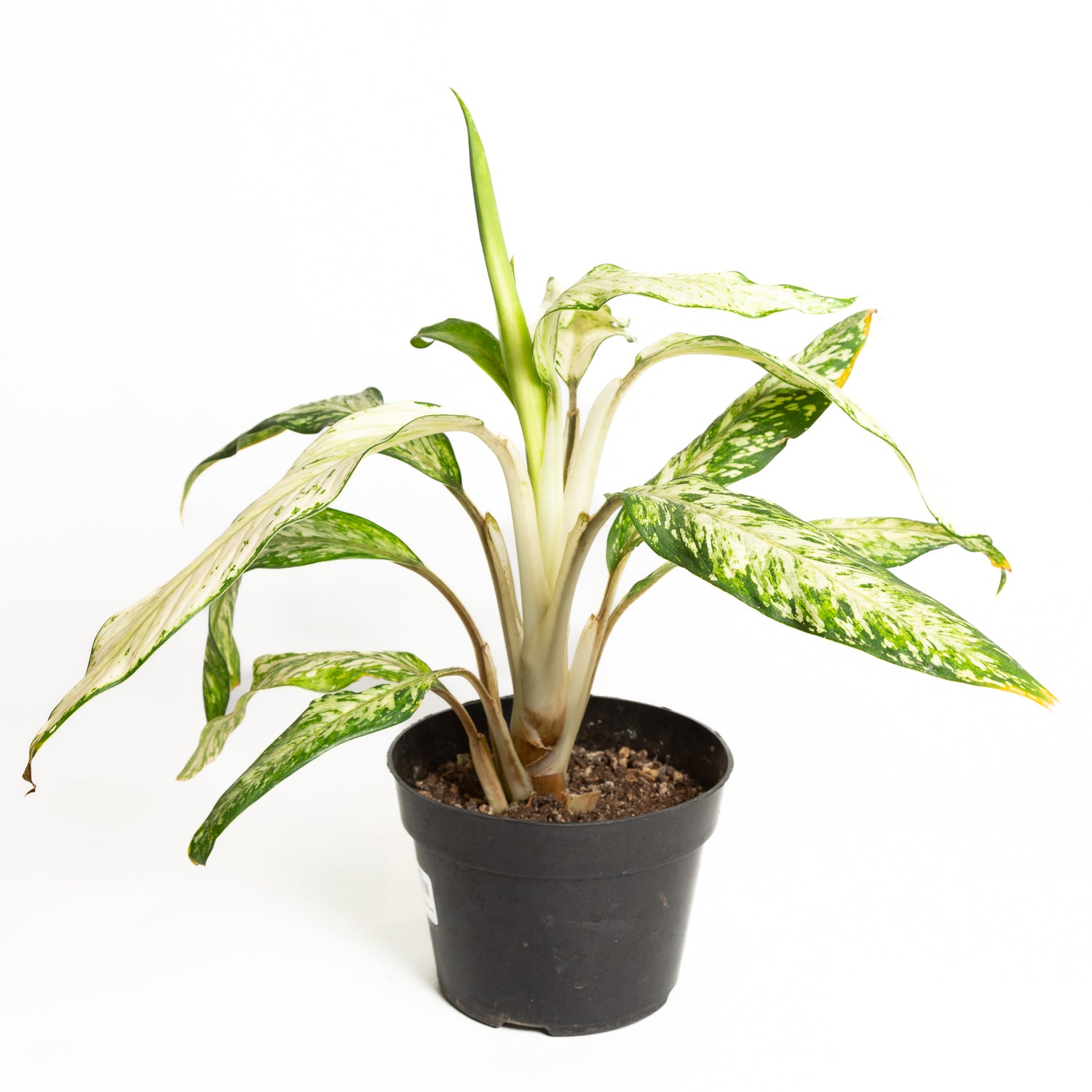 Dieffenbachia 'Star Bright' 6" - Urban Sprouts