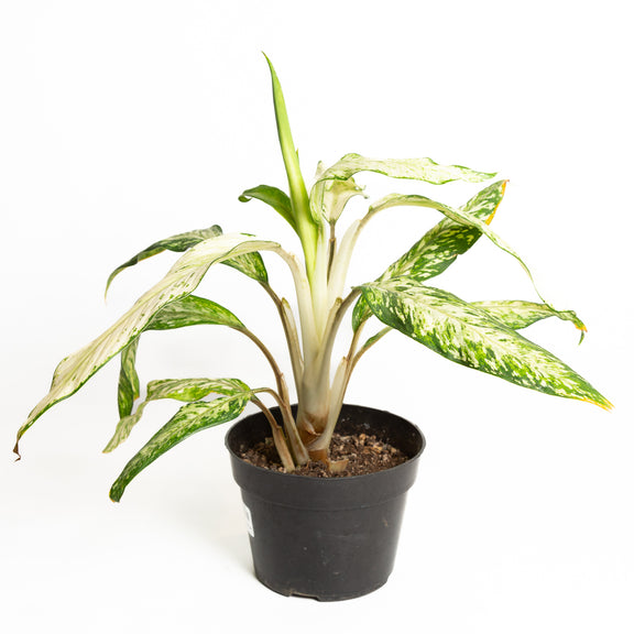Dieffenbachia 'Star Bright' 6" - Urban Sprouts