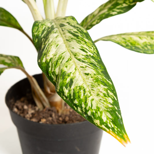 Dieffenbachia 'Star Bright' 6" - Urban Sprouts
