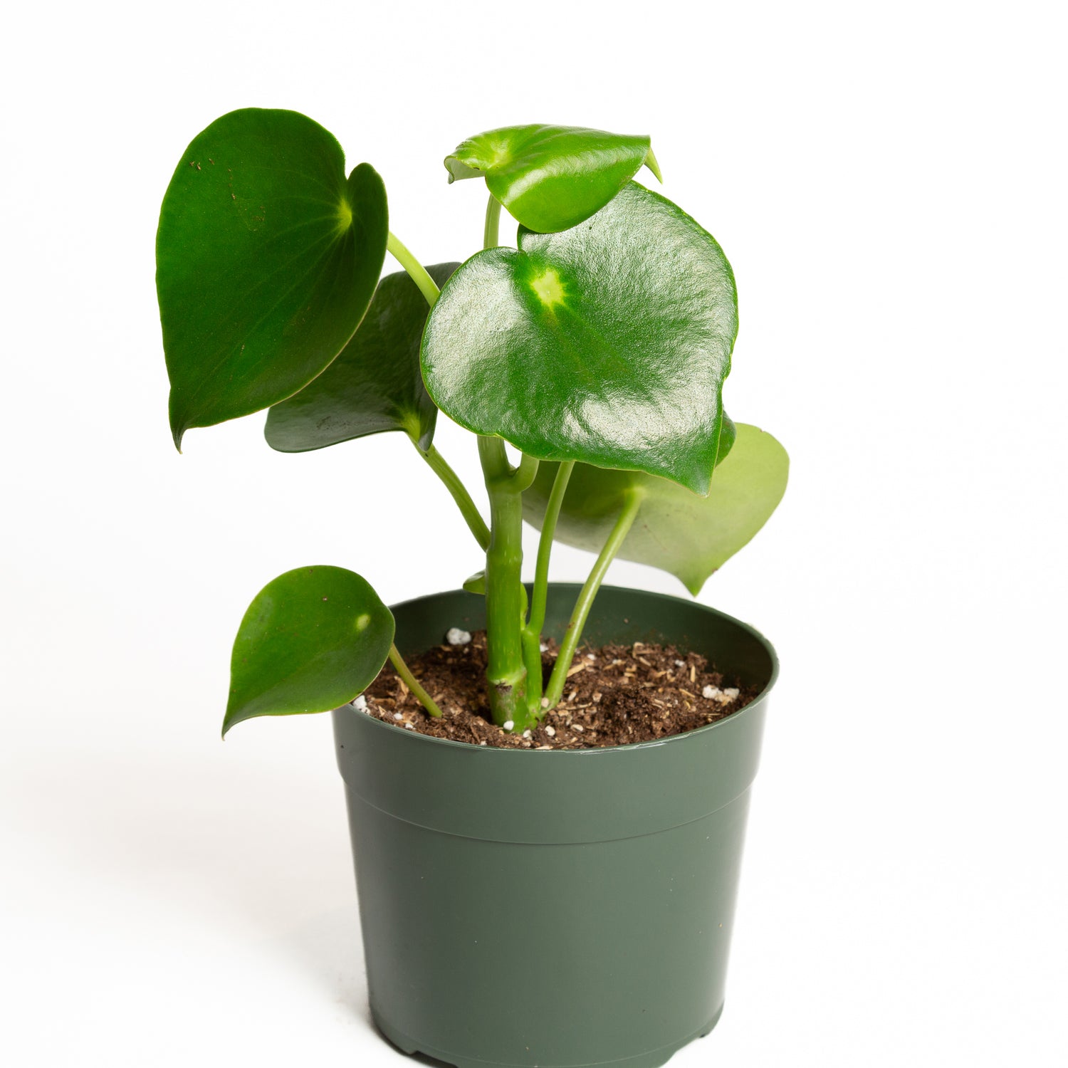 Peperomia 'Raindrop' 6" - Urban Sprouts