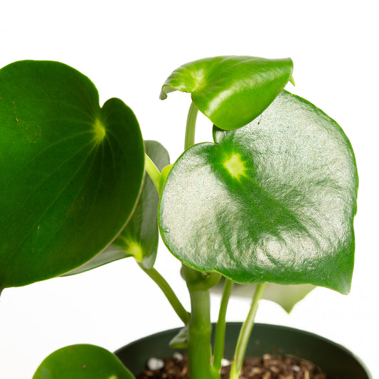 Peperomia 'Raindrop' 6" - Urban Sprouts