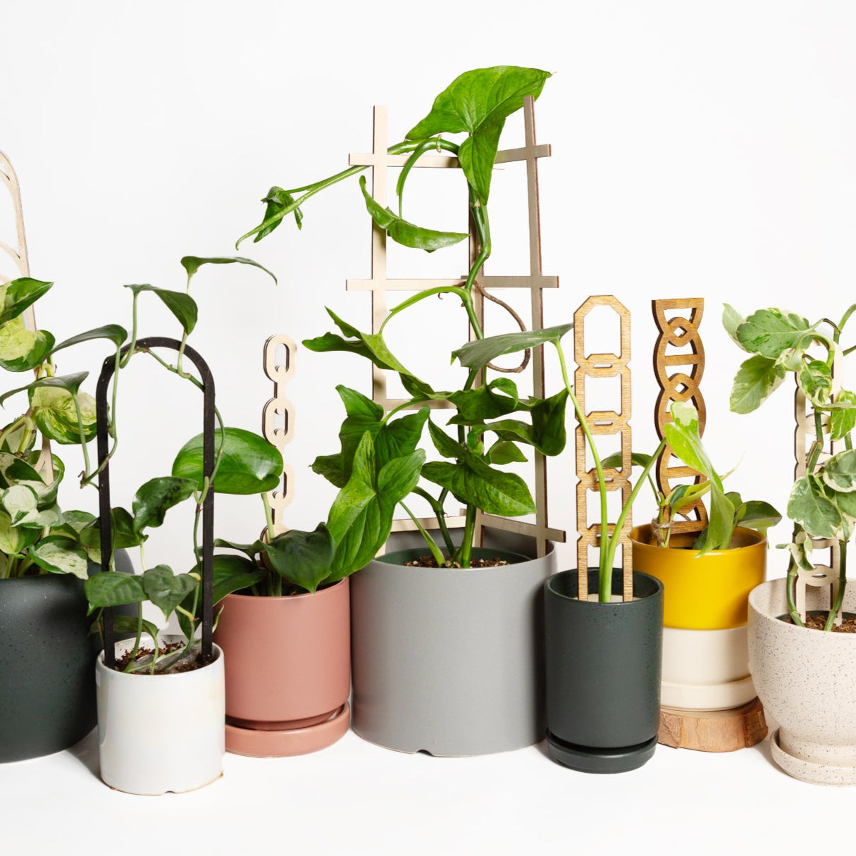 plants in ceramic pots supported by trellises