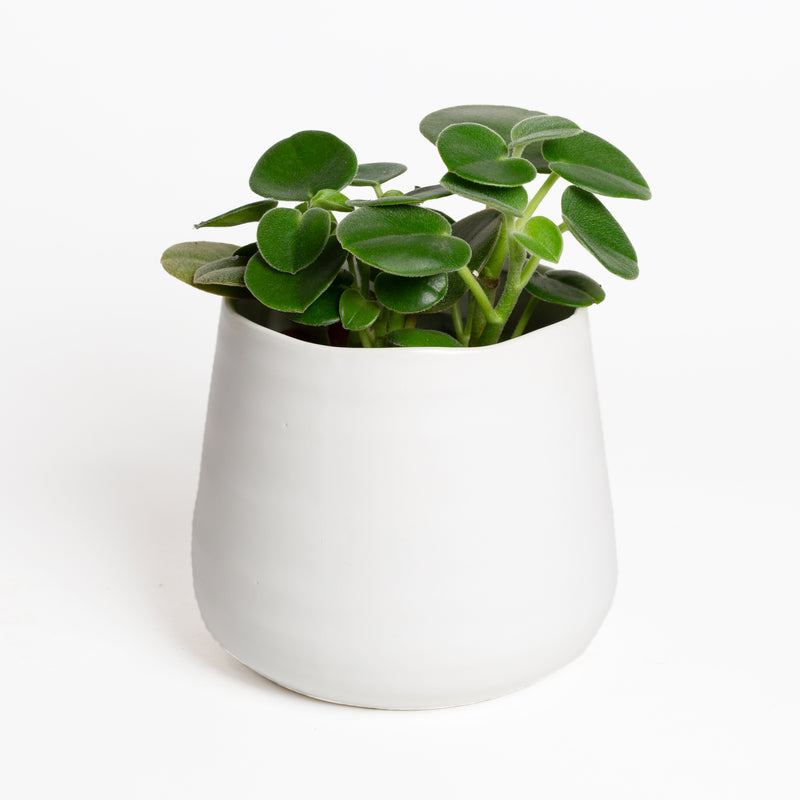 Peperomia 'Felted' 4" - Urban Sprouts