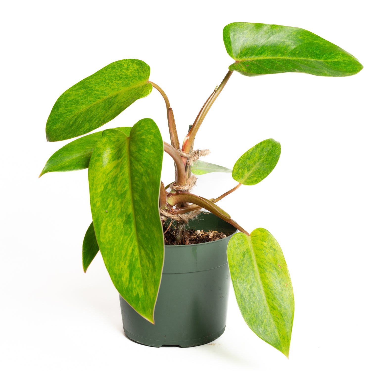 Philodendron 'Painted Lady' 6"