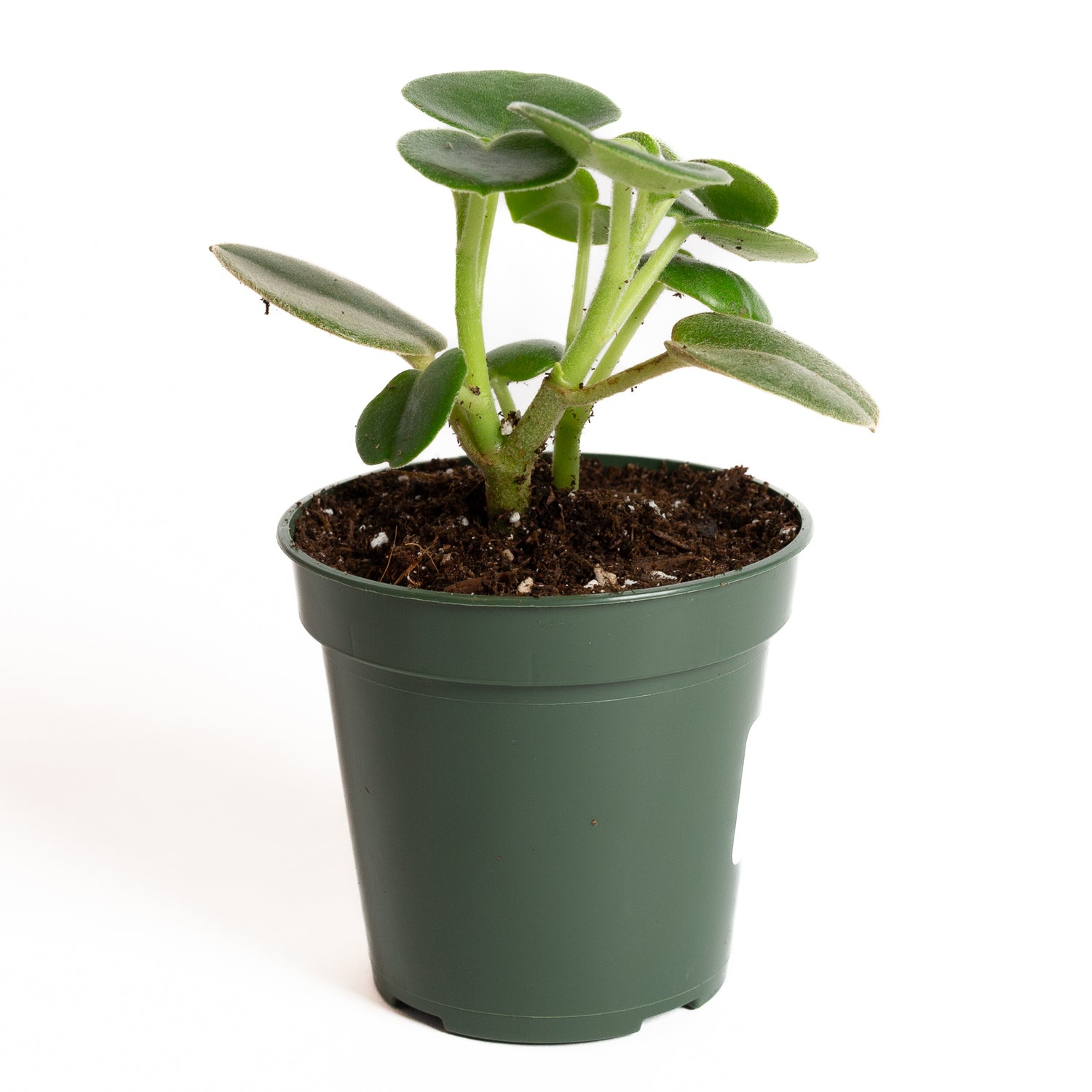 Peperomia 'Felted' 4" - Urban Sprouts