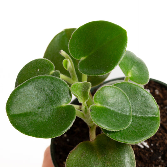 Peperomia 'Felted' 4" - Urban Sprouts